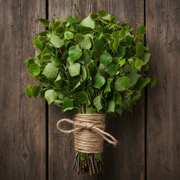 Fresh birch broom bundled for a steam ritual
